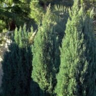 Spiny Greek Juniper - Image 5