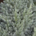 Spiny Greek Juniper