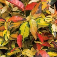 Summer Sunset Jasmine - live starter plants less than 12 inches tall - Image 4