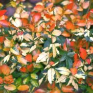 Summer Sunset Jasmine - live starter plants less than 12 inches tall - Image 3