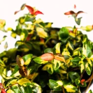 Summer Sunset Jasmine - live starter plants less than 12 inches tall - Image 2