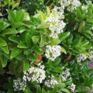 Sweet Viburnum - live starter plants less than 12 inches tall - Image 3