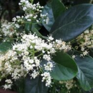 Sweet Viburnum - live starter plants less than 12 inches tall - Image 5