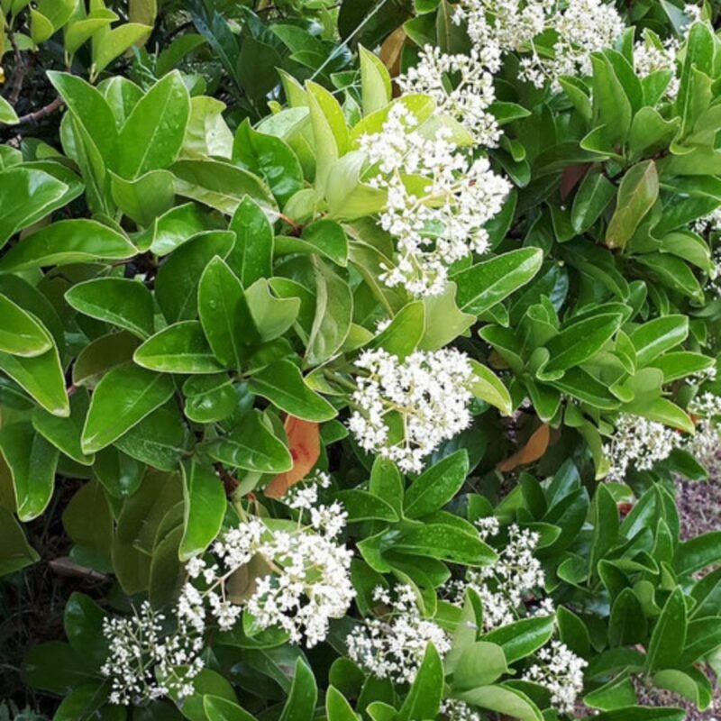 Sweet viburnum, a fast growing privacy hedge plant with glossy evergreen leaves