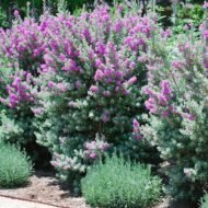 Texas Sage - Live Plants - Image 3