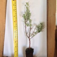 Texas Sage - Live Plants