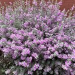 Texas Sage - Live Plants