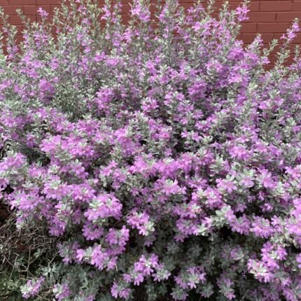 Texas Ranger cenizo shrub covered in purple flowers