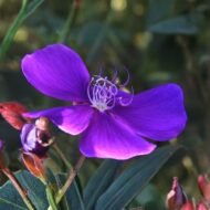 Tibouchina Dwarf - live starter plants less than 12 inches tall - Image 4