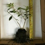 Tibouchina Dwarf - live starter plants less than 12 inches tall