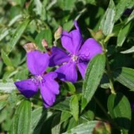 Tibouchina Dwarf - live starter plants less than 12 inches tall - Image 2