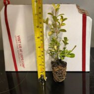 Japanese Boxwood - Live Plant
