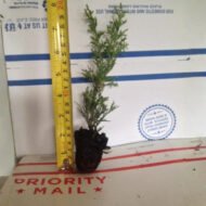 Italian Cypress - Live Plants