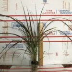 Red Fountain Grass - Live Plants