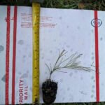 Firecracker Tropical - These are small starter plants less than 12 inches.