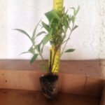 Frost Proof Gardenias - live starter plants less than 12 inches tall