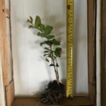 Crape Myrtle Red Rocket - live starter plants less than 12 inches tall