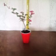 Crape Myrtle Tuscarora - Live Plants