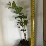 Crape Myrtle Natchez