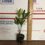 Coontie Palm - Live Plant