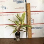 Chocolate Queen Cordyline