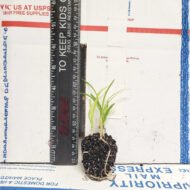 Agapanthus Africans Blue - live starter plants less than 12 inches tall