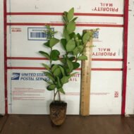 Lucidum Ligustrum - Live Plant