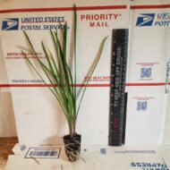 Society Garlic - Live Plants