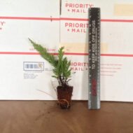 Juniper Prince of Wales - Live Plants