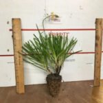 Bulbine Hallmark Orange