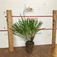 Bulbine Hallmark Orange