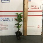 Confederate Jasmine - Live Plants