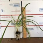 Agapanthus Getty White