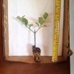 Sweet Viburnum - live starter plants less than 12 inches tall