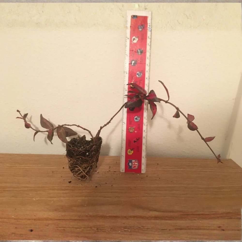 Untitled design - 2026-01-15T175031.134 Summer Sunset Jasmine - live starter plants less than 12 inches tall - Image 1
