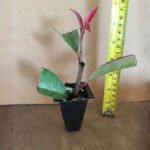 Photinia Red Tip - live starter plants less than 12 inches tall
