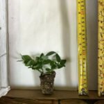 Jack Frost Ligustrum - live starter plants less than 12 inches tall