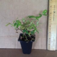 Golden Glory Ornamental Peanut - live starter plants less than 12 inches tall