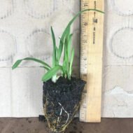 Happy Return Daylilys - live starter plants less than 12 inches tall