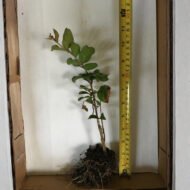 Crape Myrtle Muskogee - live starter plants less than 12 inches tall