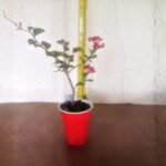Crape Myrtle Tonto - live starter plants less than 12 inches tall
