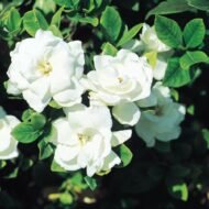 Veitchii Gardenia - Image 5