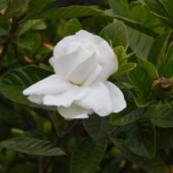 Veitchii Gardenia