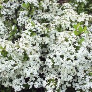 Viburnum Densa - Image 3