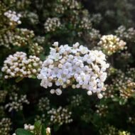 Viburnum Densa - Image 4