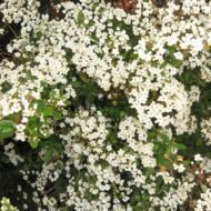 Viburnum Densa - Image 5