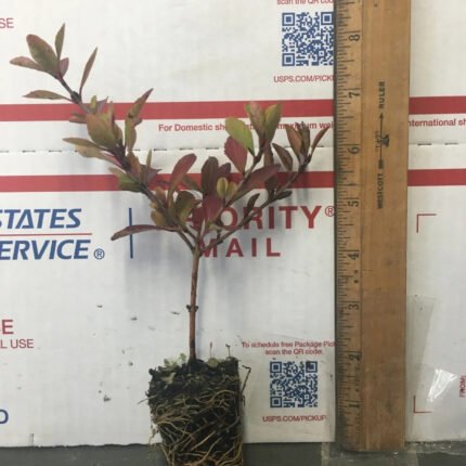 Viburnum Densa (Viburnum obovatum) compact native evergreen hedge shrub