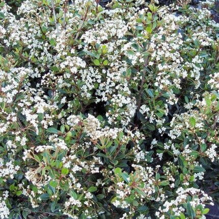Walter's viburnum Densa with clusters of small white spring flowers
