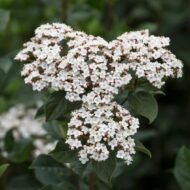 Viburnum Spring Bouquet - Live Plants - Image 3