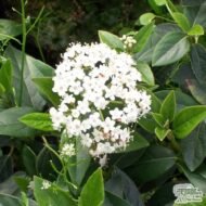 Viburnum Spring Bouquet - Live Plants - Image 4